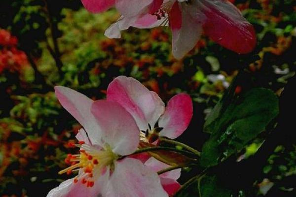 阳春三月打一准确生肖 阳春三月生肖运势查询