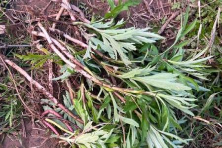 长须奴野菜时挑”是代表哪个生肖 长须奴野菜时挑生肖含义解析