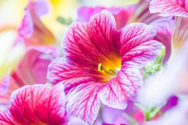 粉面含春对应的生肖是什么,全解析 粉面含春对应的生肖是什么,全解析