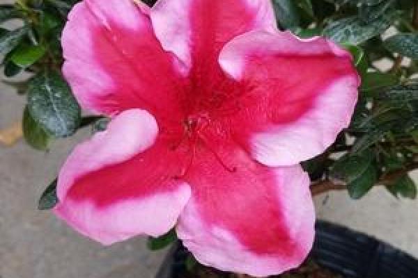 粉面含春对应的生肖是什么,全解析 粉面含春对应的生肖是什么,全解析