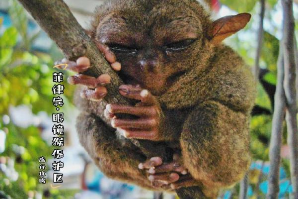威风八面指的是什么生肖动物,必看攻略 威风八面指的是什么生肖动物,必看攻略