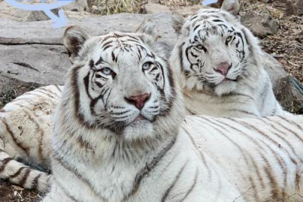 打着灯笼没处寻”谜底是哪个生肖动物，小白也能学会