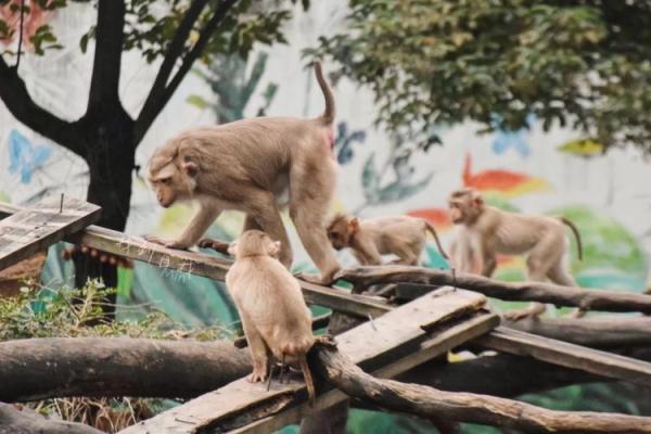 舐犊之爱在十二生肖中具体指哪个动物，新手必学