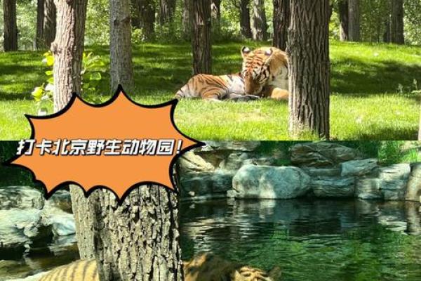 正儿八经在十二生肖中代表什么动物,必看攻略 正儿八经在十二生肖中代表什么动物,必看攻略