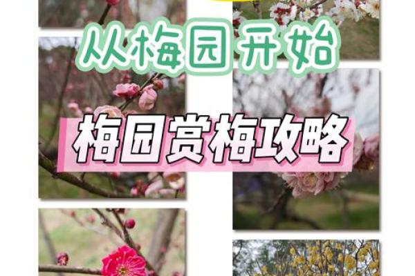 春色红梅香万树打一生肖最佳答案及象征意义,最新方法分享 春色红梅香万树打一生肖最佳答案及象征意义,最新方法分享