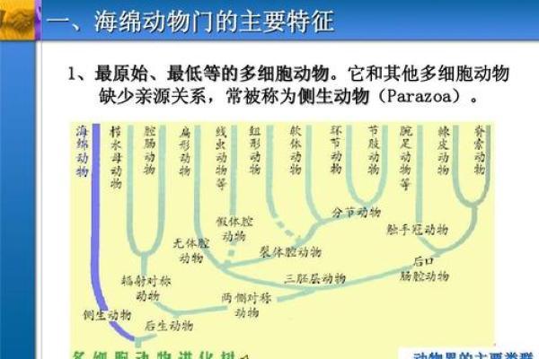 身长体长尾毛长的生肖动物特征解析，实战技巧