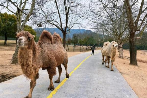金风玉露代表什么生肖动物最准确，必看攻略