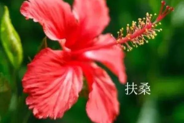 状元武士带红花”打一生肖的谜底解析，详细教程