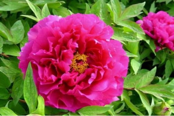 状元武士带红花”打一生肖的谜底解析，详细教程