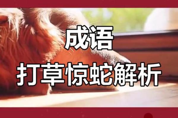 惊蛇入草对应的生肖是什么动物，高手技巧