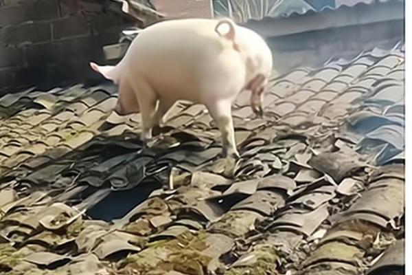 母猪上树对应的生肖是哪个有什么依据，实战技巧