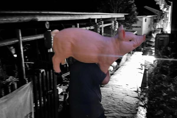 母猪上树对应的生肖是哪个有什么依据，实战技巧