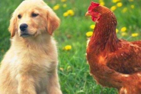 属狗和属鸡的婚姻配对情况如何？需要注意哪些问题？