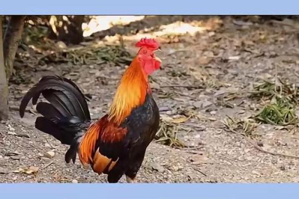 2025年69年出生的属鸡女运势如何?事业财运是否有重大转机 2025年69年出生的属鸡女运势如何?事业财运是否有重大转机