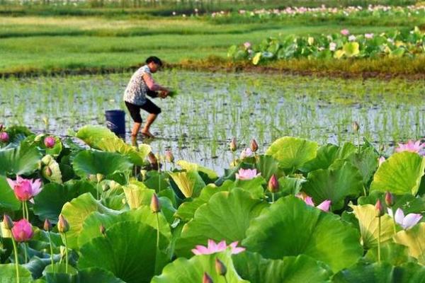 2021年头伏准确到分钟的起始时刻是哪天什么时候? 2021年头伏准确到分钟的起始时刻是哪天什么时候?