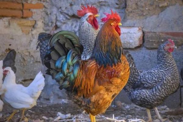 1993年属鸡女一生婚姻运势如何,感情道路顺利吗 1993年属鸡女一生婚姻运势如何,感情道路顺利吗