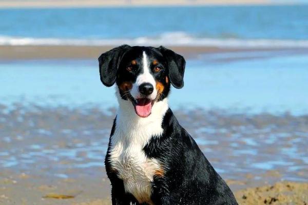 1994年出生的属狗人三大劫难分别发生在多少岁,如何顺利度过? 1994年出生的属狗人三大劫难分别发生在多少岁,如何顺利度过?