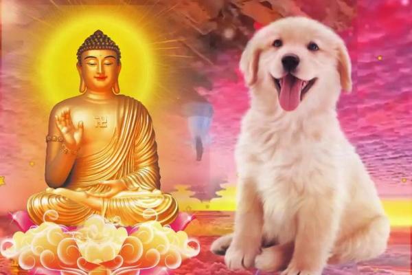 1994年出生的属狗人三大劫难分别发生在多少岁,如何顺利度过? 1994年出生的属狗人三大劫难分别发生在多少岁,如何顺利度过?