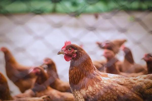 1993年2月12日属鸡的人一生命运如何及性格特点解析 1993年2月12日属鸡的人一生命运如何及性格特点解析