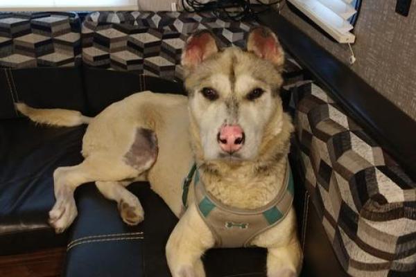 面目全非打一个生肖 面目全非指什么生肖动物 面目全非打一个生肖 面目全非指什么生肖动物