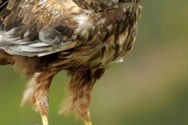 雏鹰展翅是什么生肖 雏鹰展翅寓意哪个生肖 雏鹰展翅是什么生肖 雏鹰展翅寓意哪个生肖