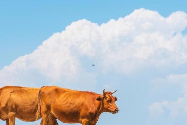 野外风光什么生肖打一生肖 野外风光代表什么生肖 野外风光什么生肖打一生肖 野外风光代表什么生肖