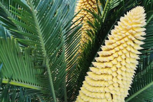 铁树开花打一准确生肖 铁树开花对应生肖查询 铁树开花打一准确生肖 铁树开花对应生肖查询