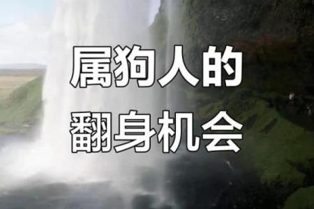 1982年出生的属狗人三大劫难分别出现在什么年龄阶段和运势？
