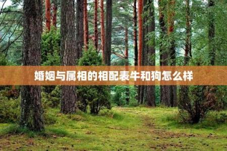 属狗的人和属牛的人结婚会幸福吗？婚姻配对详解