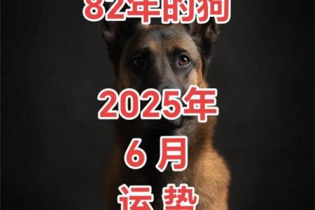 1982年出生属狗女2025年全年财运和感情运程解析