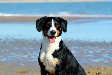 1994年出生的属狗人三大劫难分别发生在多少岁，如何顺利度过？