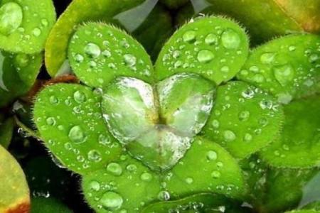 黄花女儿正确打一肖 黄花女儿代表什么生肖