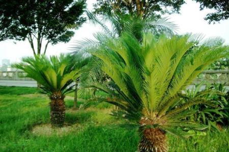 铁树开花打一准确生肖 铁树开花对应生肖查询