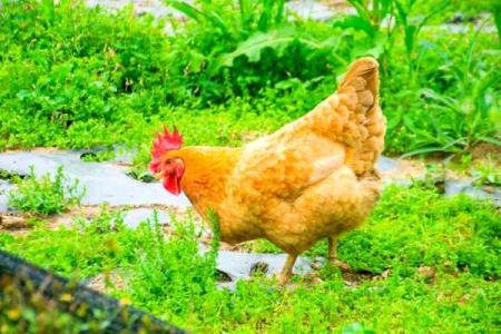 1993年出生的属鸡女在2024年运势及财运如何