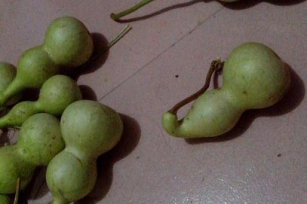 闷嘴葫芦打一动物 闷嘴葫芦是什么动物谜底 闷嘴葫芦打一动物 闷嘴葫芦是什么动物谜底