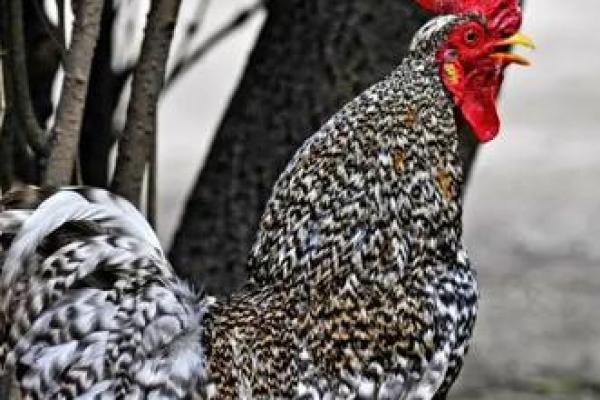 风雨无阻打一个生肖 风雨无阻指什么生肖动物