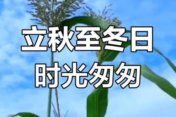 2023年立秋具体时间是几点几分?需要精确到秒吗? 2023年立秋具体时间是几点几分?需要精确到秒吗?