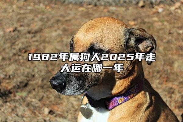 1982年属狗人2025年全年运势详解及每月运程 1982年属狗人2025年全年运势详解及每月运程