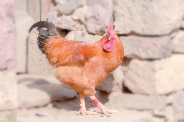 2005年出生属鸡的人2024年学业运势和得把眼睛擦亮了有哪些？