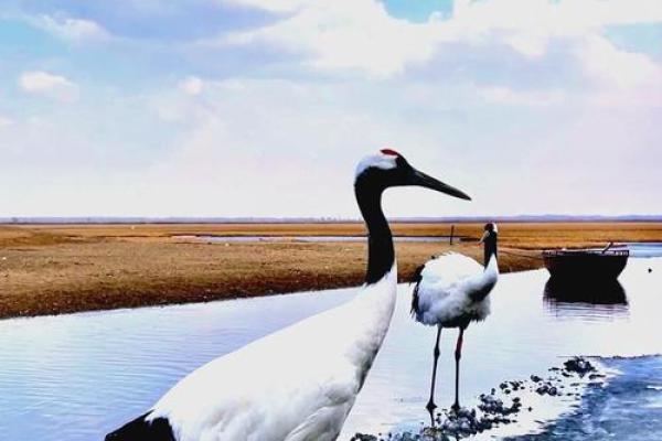 风声鹤唳打一生肖 成语风声鹤唳指什么动物