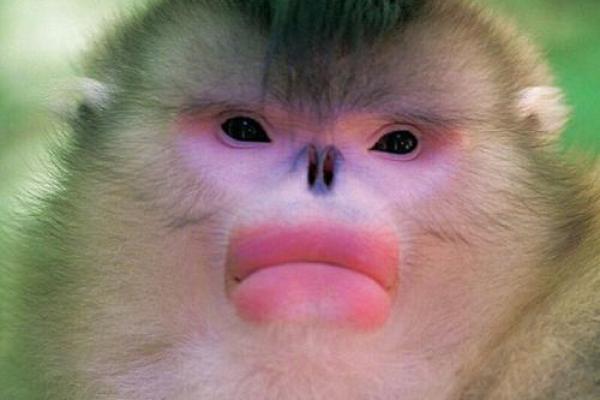 金光闪闪打一个动物 金色外观的动物有哪些种类