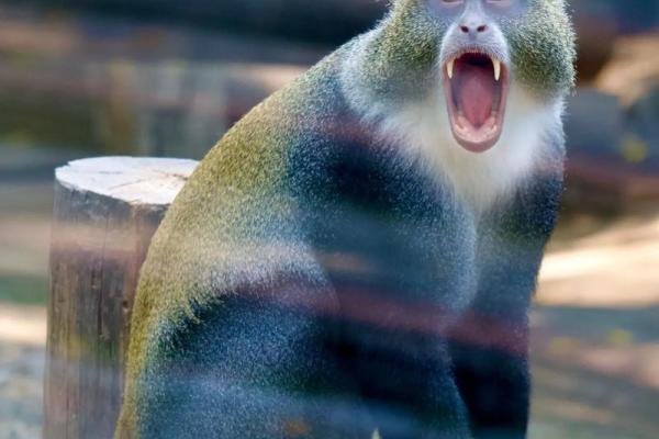 金光闪闪打一个动物 金色外观的动物有哪些种类