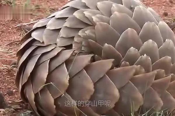 铜筋铁骨什么生肖 铜筋铁骨是指哪个生肖