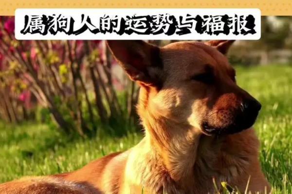 1994年出生的属狗女在2024年龙年运势详解，婚姻和事业会有转机吗？