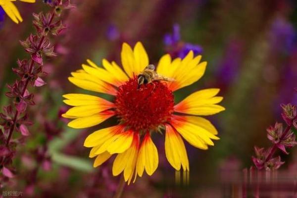 黄花女儿打一准确生肖 黄花闺女代表哪个生肖