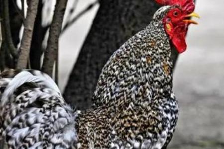 风雨无阻打一个生肖 风雨无阻指什么生肖动物