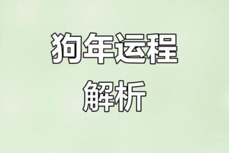 属狗的人2025年运势如何？事业财运健康详解