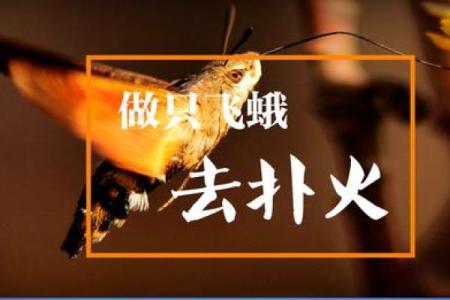 邑犬群吠打一肖动物 邑犬群吠对应生肖动物解析