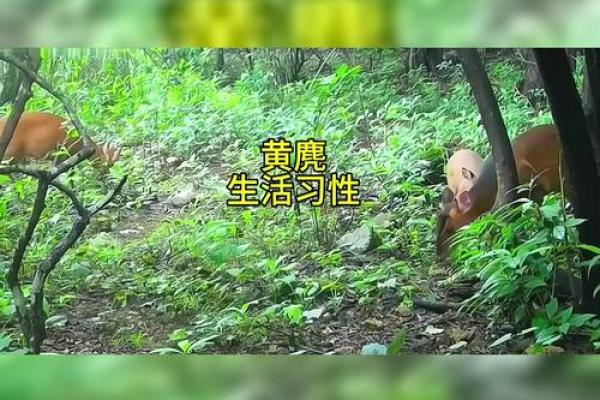 身穿黄袍是什么动物 黄袍加身动物指什么 身穿黄袍是什么动物 黄袍加身动物指什么