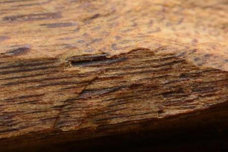 铜筋铁骨代表什么生肖 铜筋铁骨是哪个动物生肖